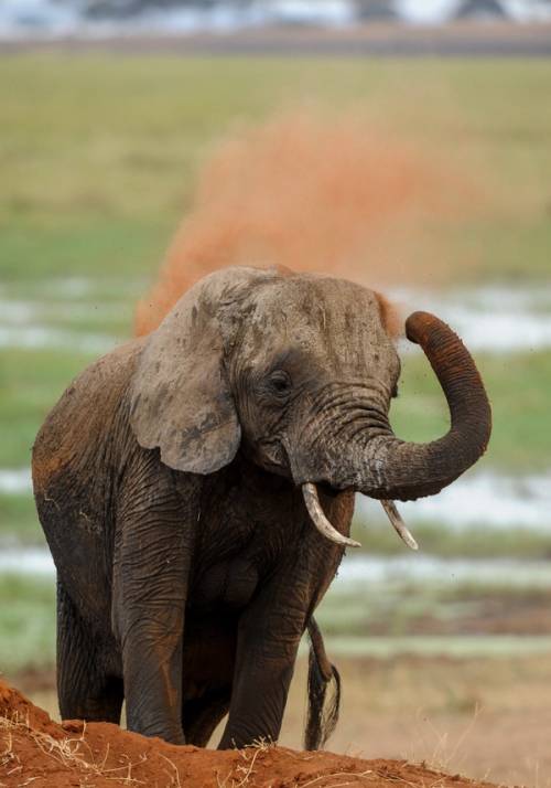 elefante al tarangire national park