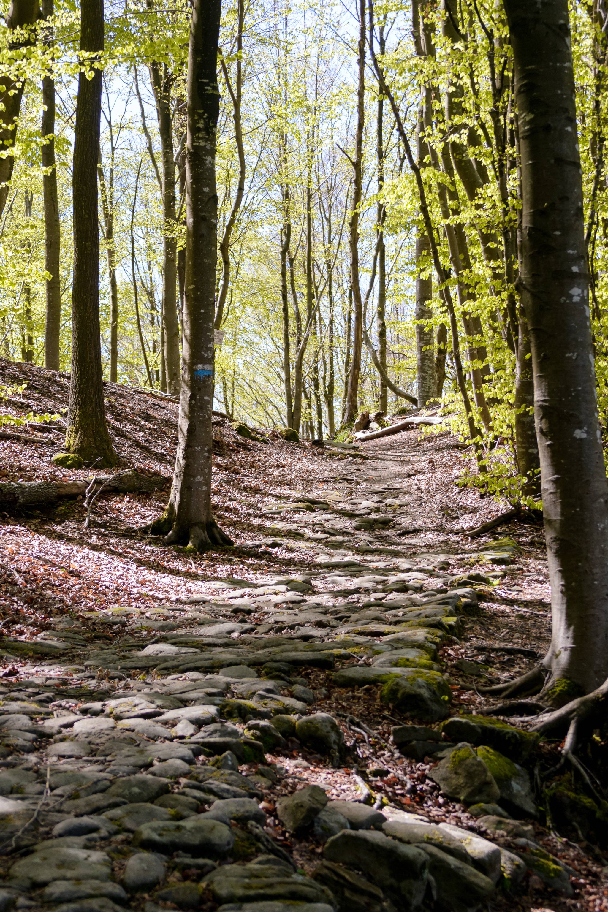 San Piero a Sieve Bosco