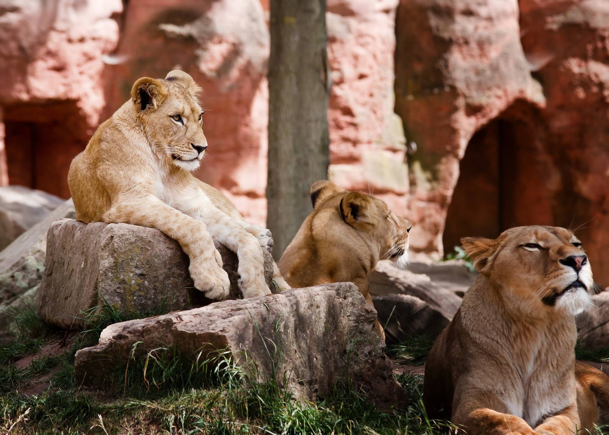 Safari in Sudafrica