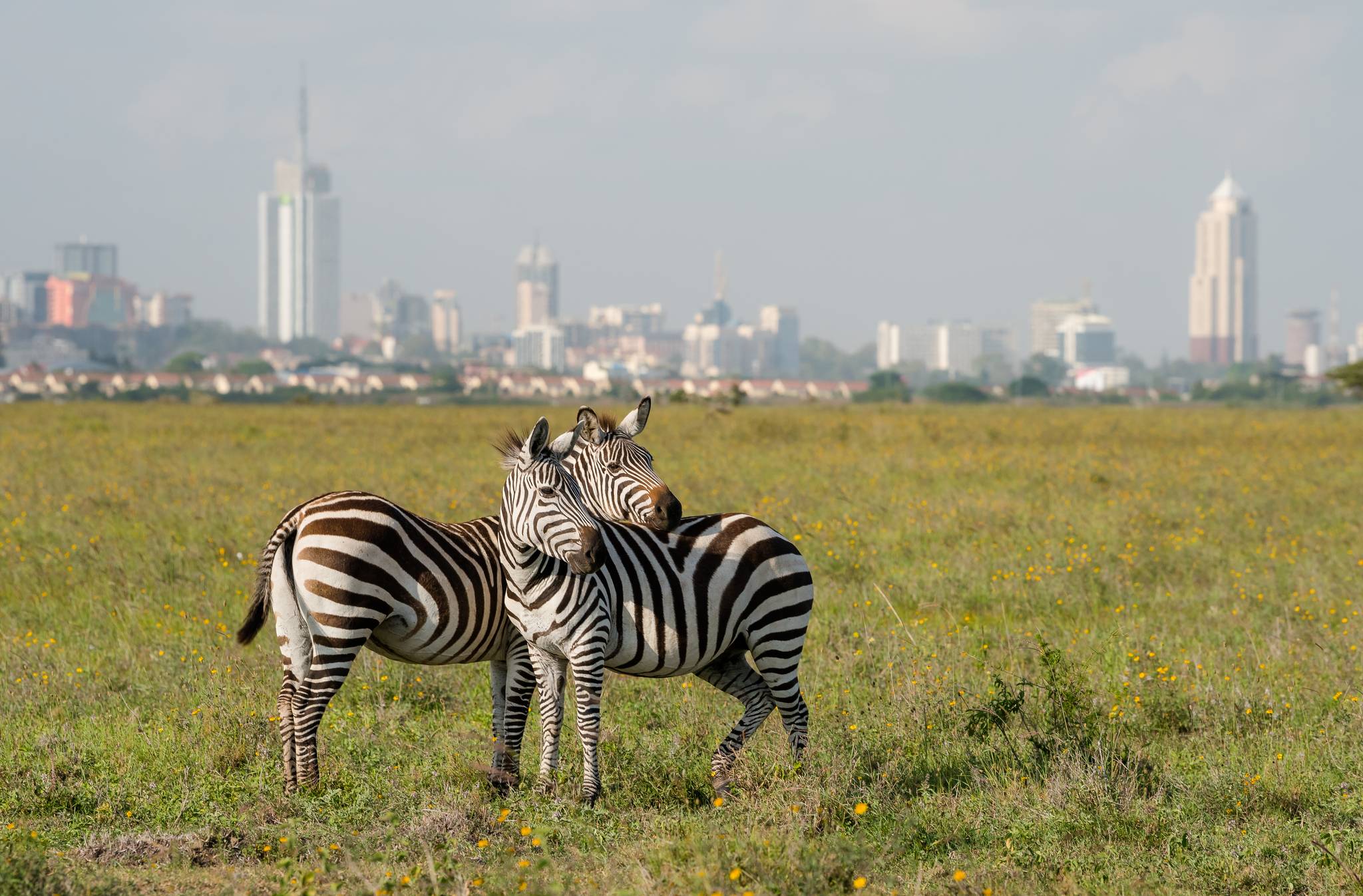 zebre con dietro skyline