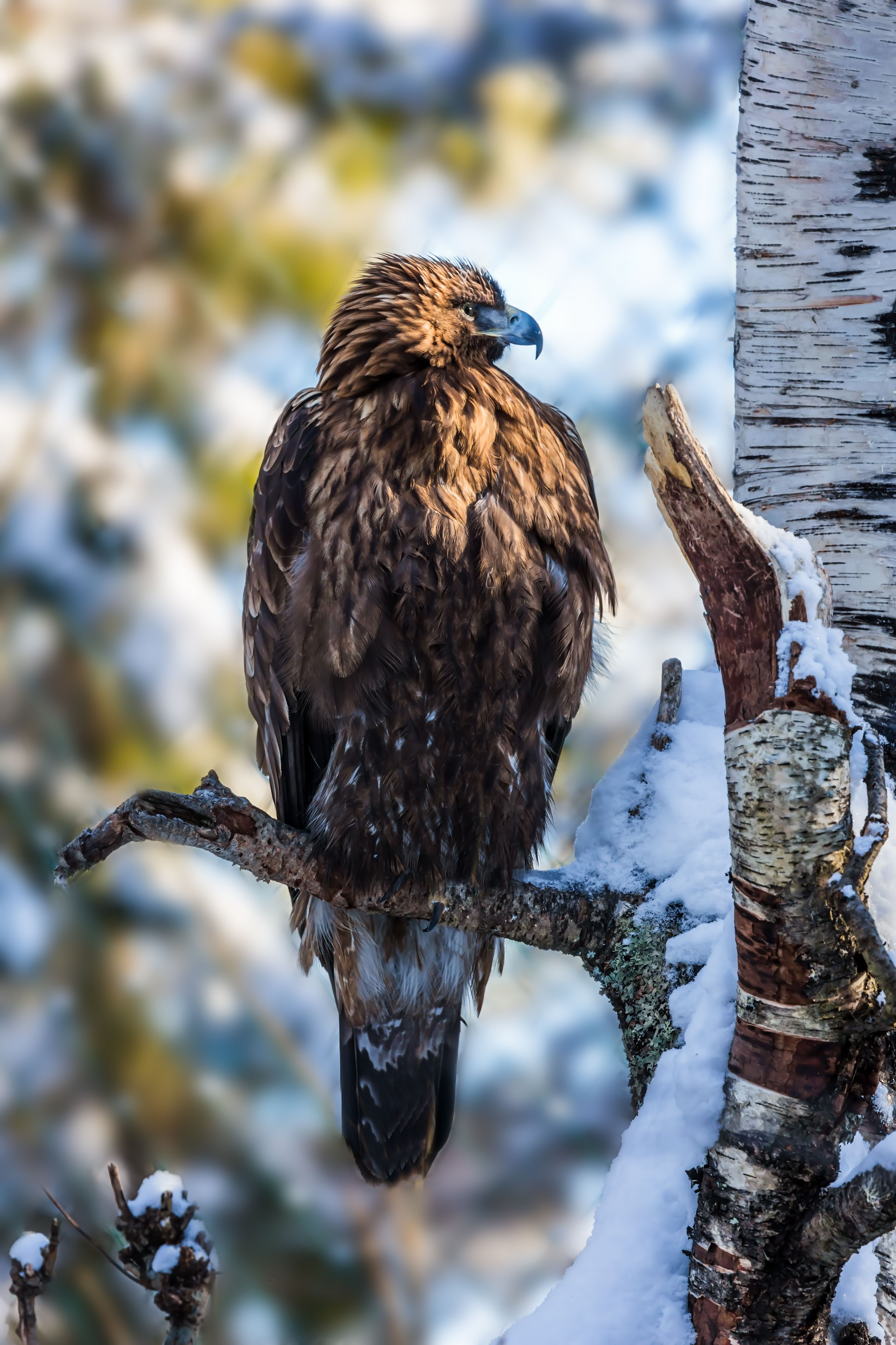 uccello artico zoo di ranua findlandia