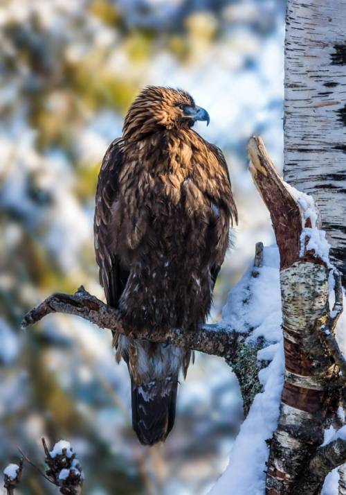 uccello artico zoo di ranua findlandia