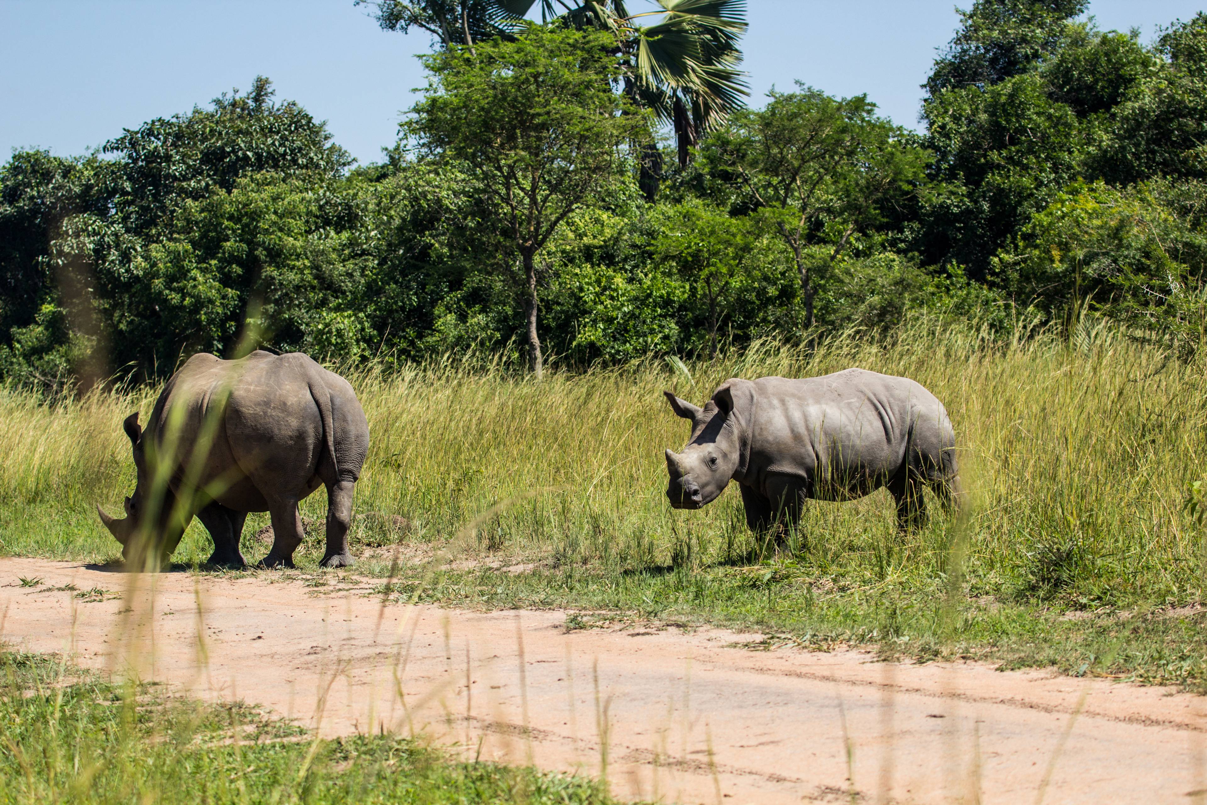 rinoceronti riserva di ziwa