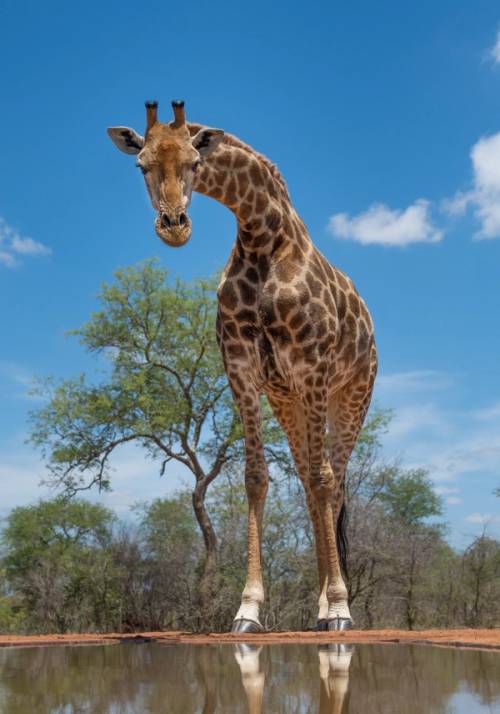 safari nella riserva karongwe