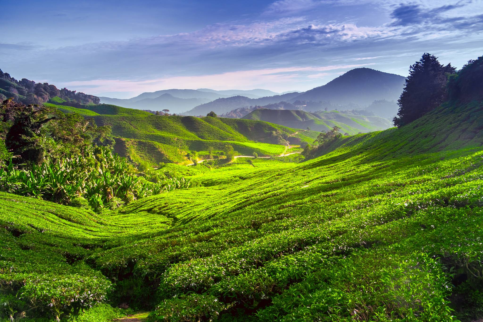 paesaggio delle cameron highlands