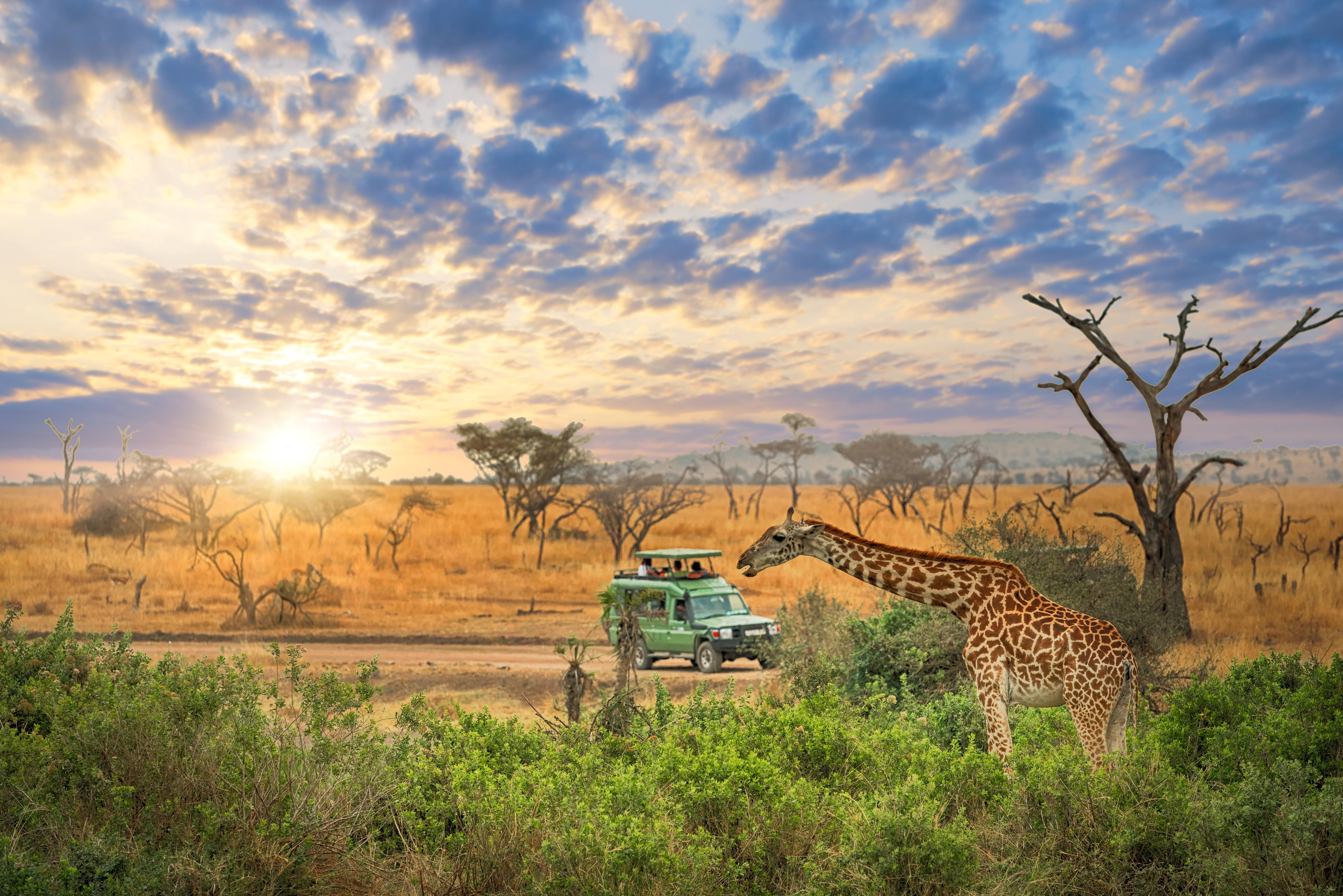 safari nella savana in jeep