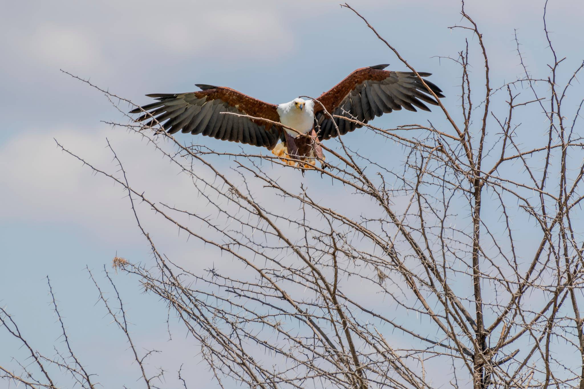 aquila in volo