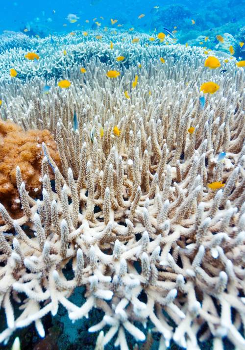 barriera corallina alle maldive