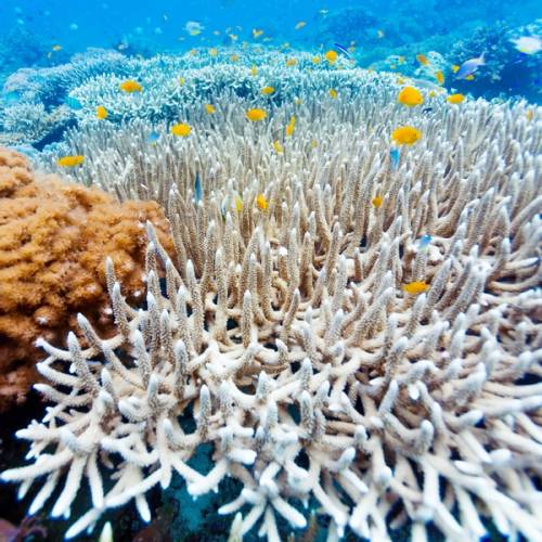 barriera corallina alle maldive