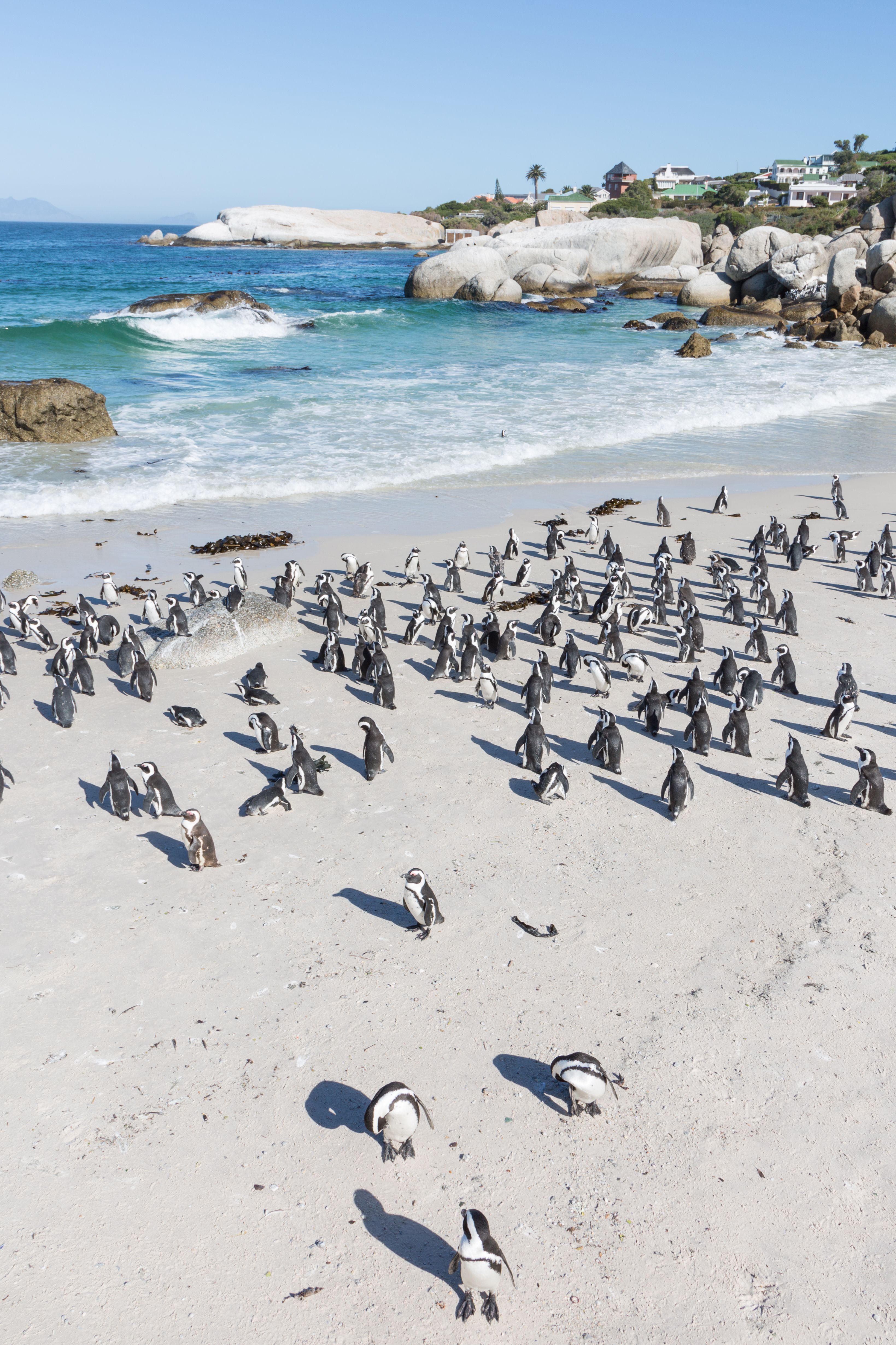 pinguini di boulders beach