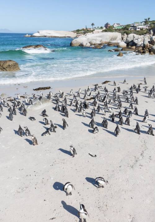 pinguini di boulders beach