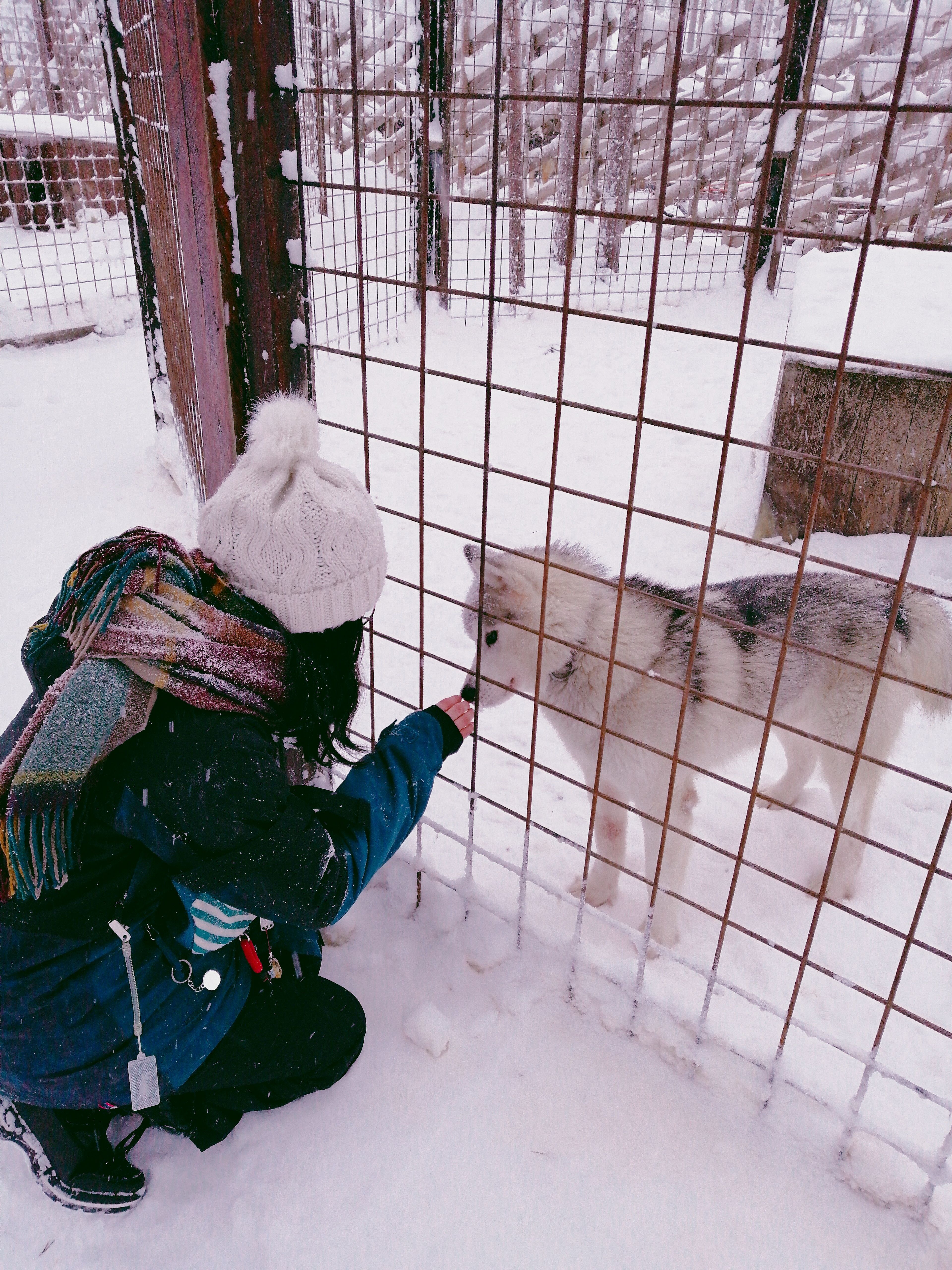 giro in slitta con husky finlandia