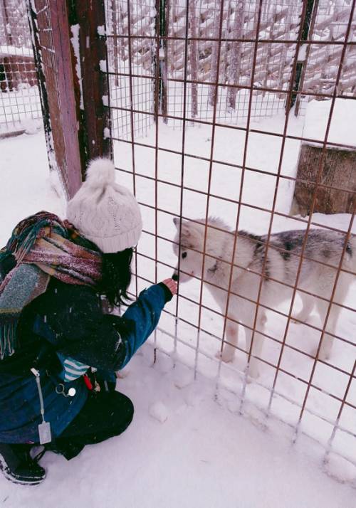 giro in slitta con husky finlandia