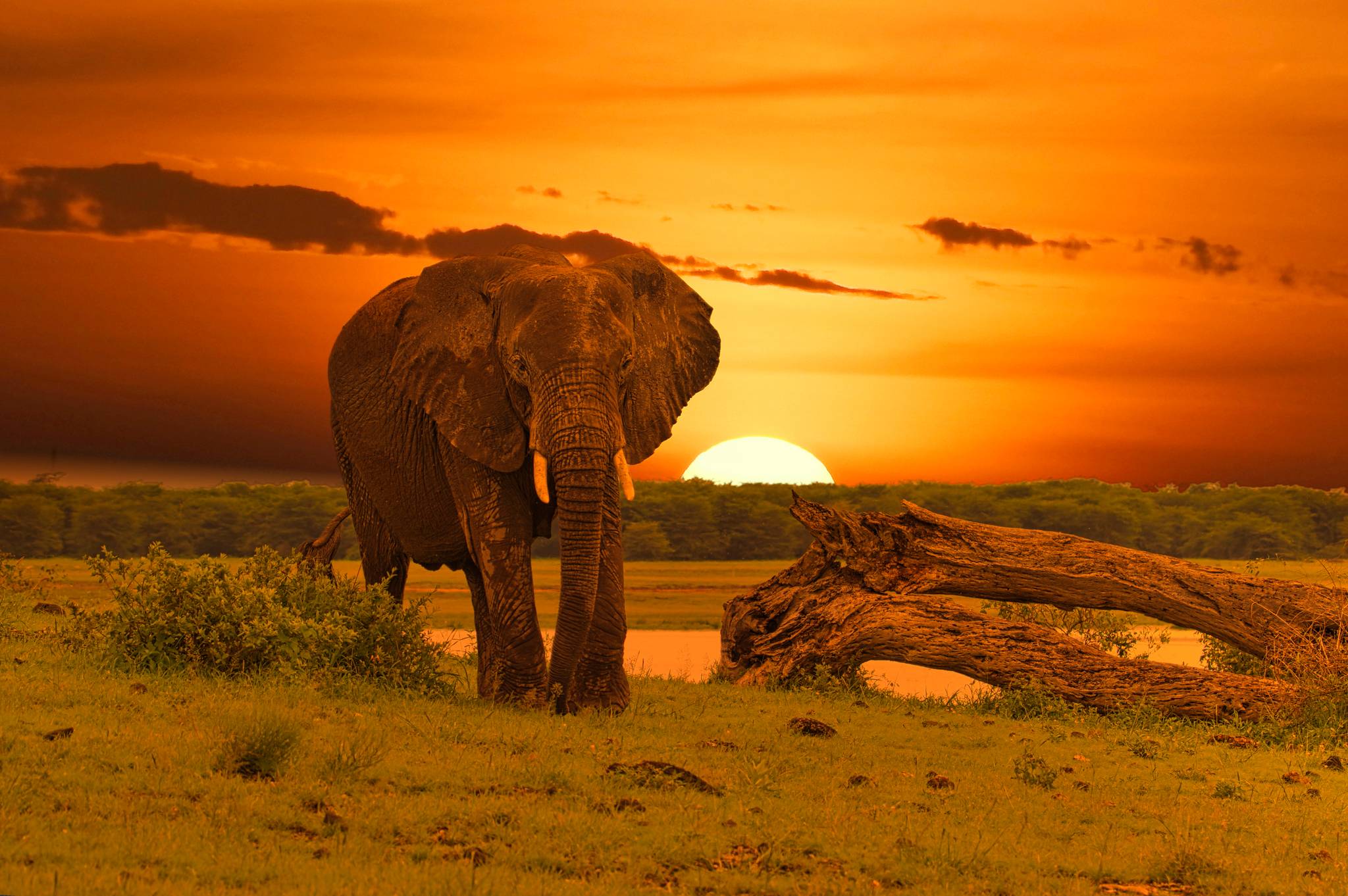 elefante al tramonto