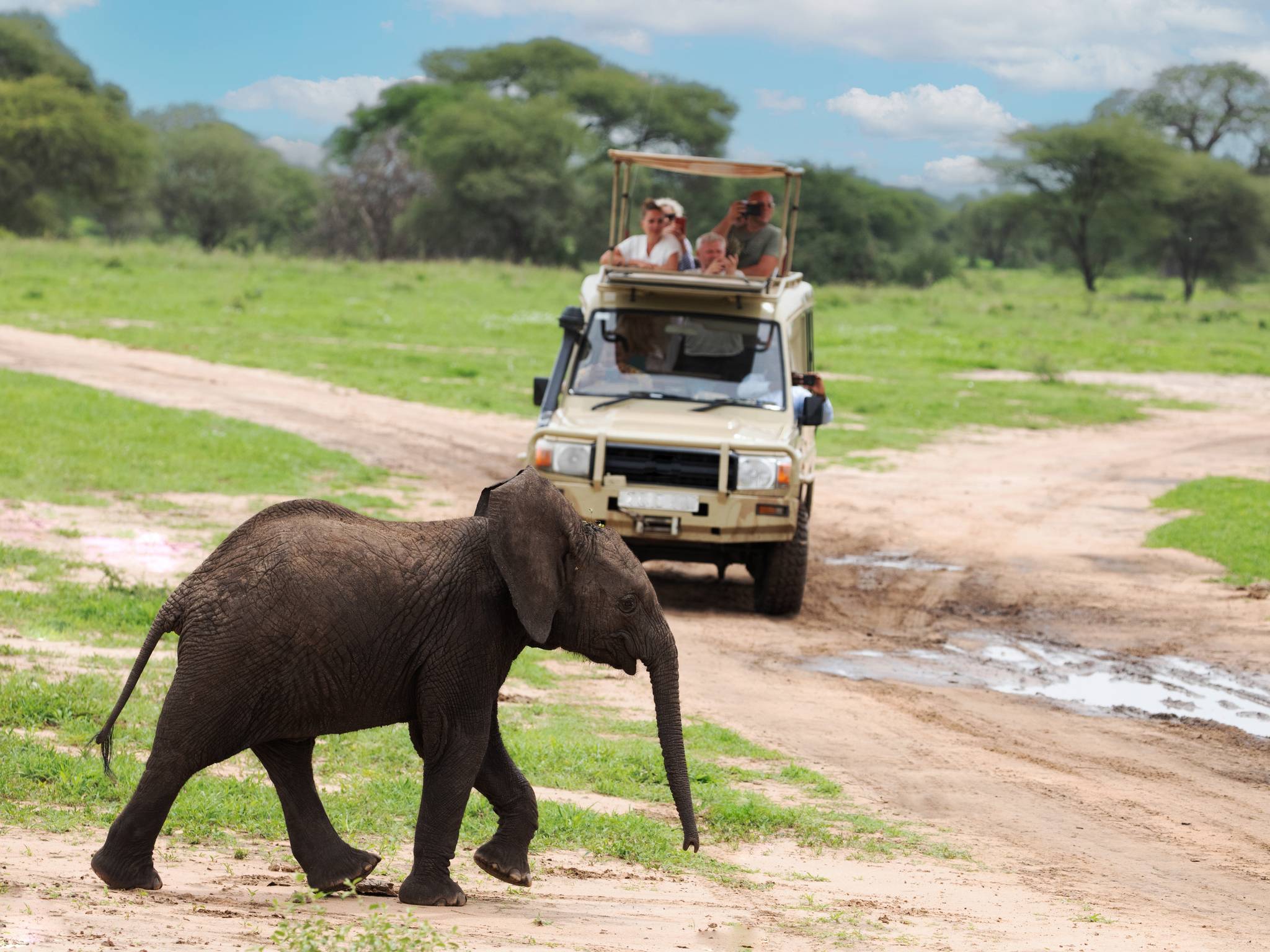 Tour safari in Tanzania cover