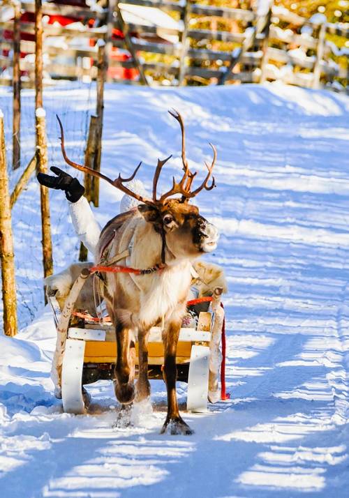 fattoria di renne a rovaniemi in finlandia