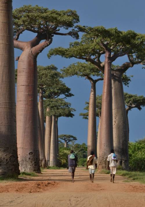 alberi di baobab a morondava