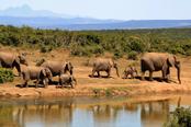 Elefanti in Sudafrica