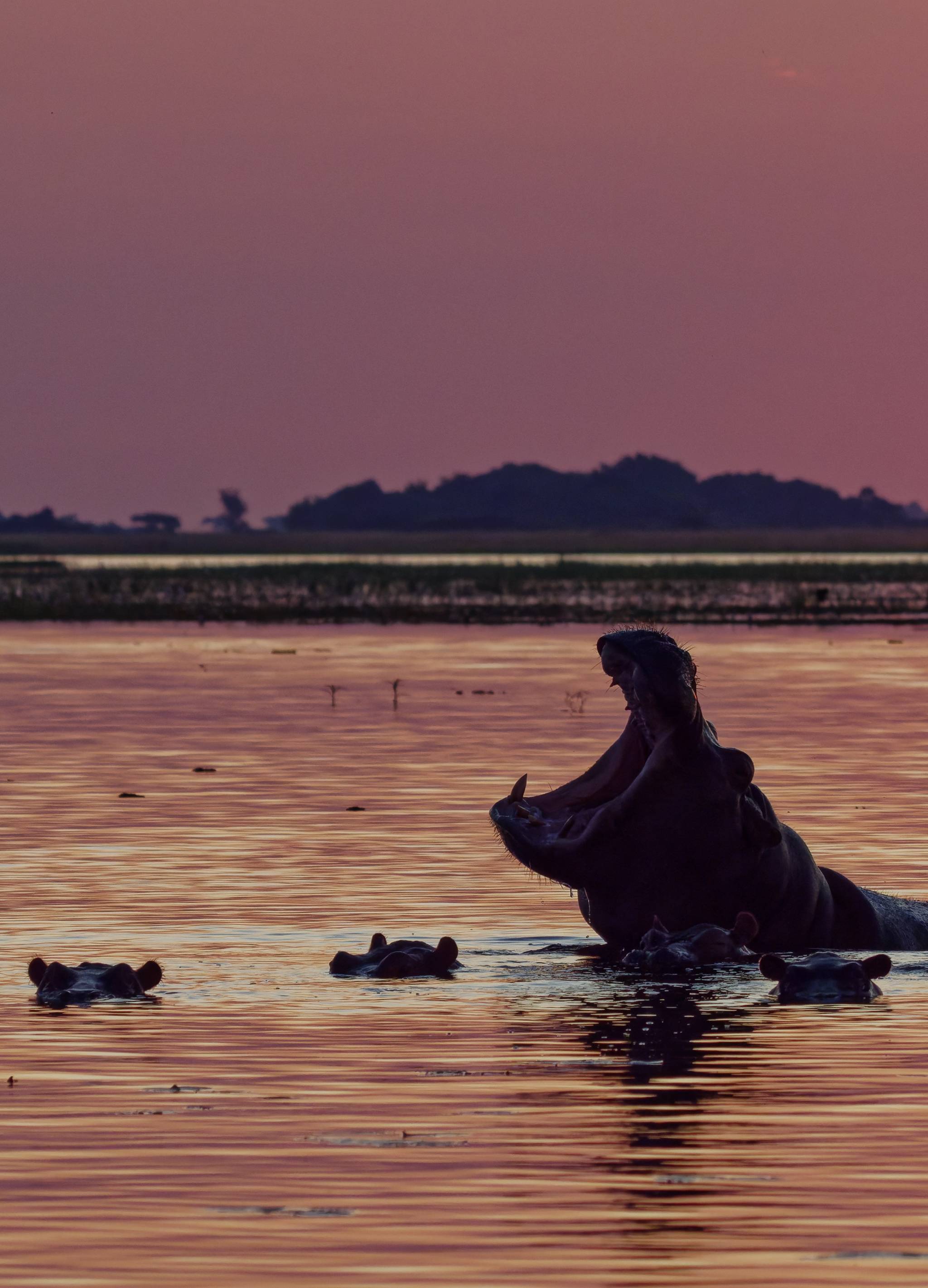 ippopotamo tramonto fiume chobe