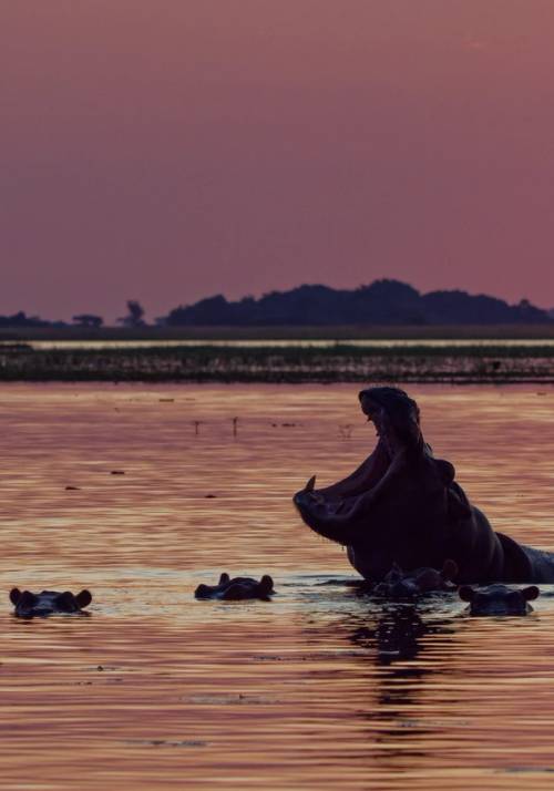 famiglia di ippopotami