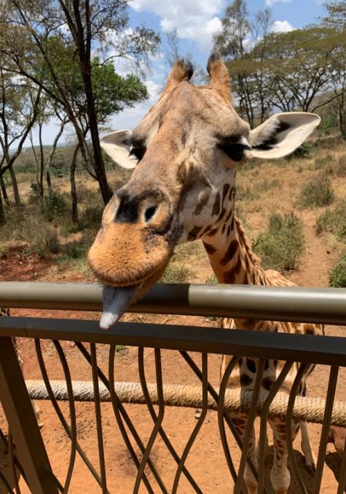 muso giraffa con linguaccia