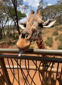 muso giraffa con linguaccia