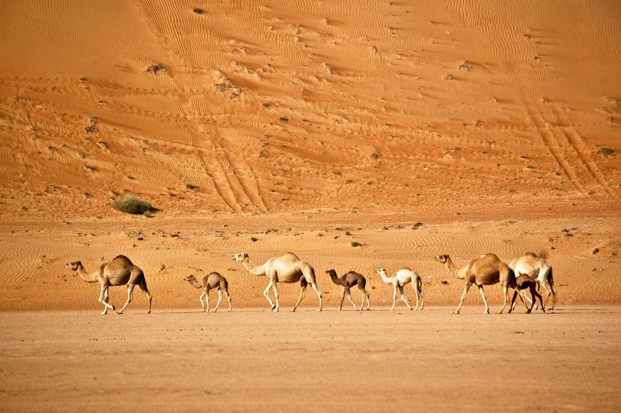 cammelli nel deserto