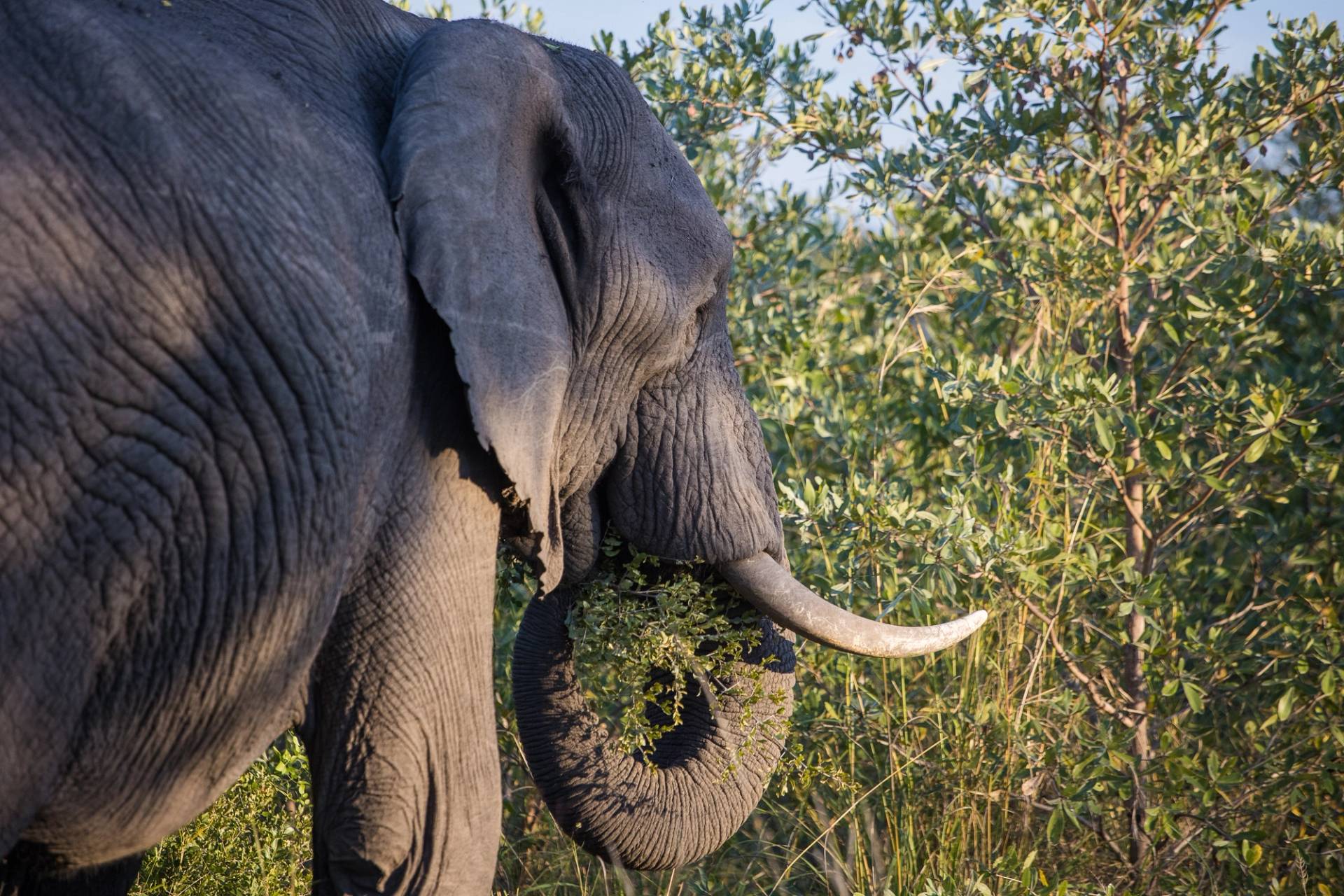 elephant
