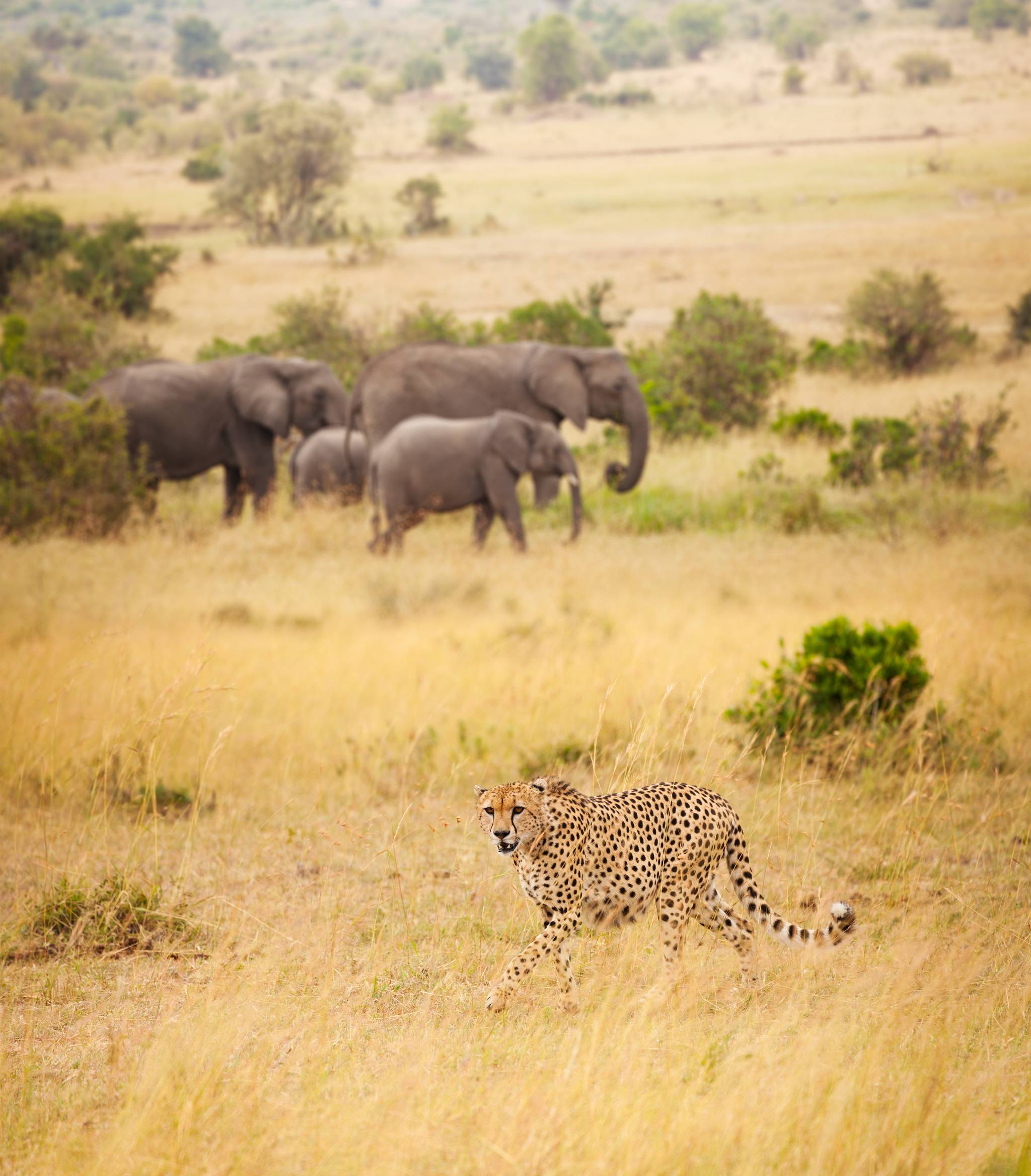 amboseli national park