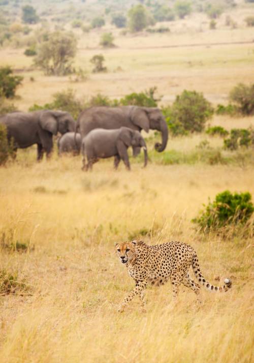 ghepardo al parco nazionale amboseli