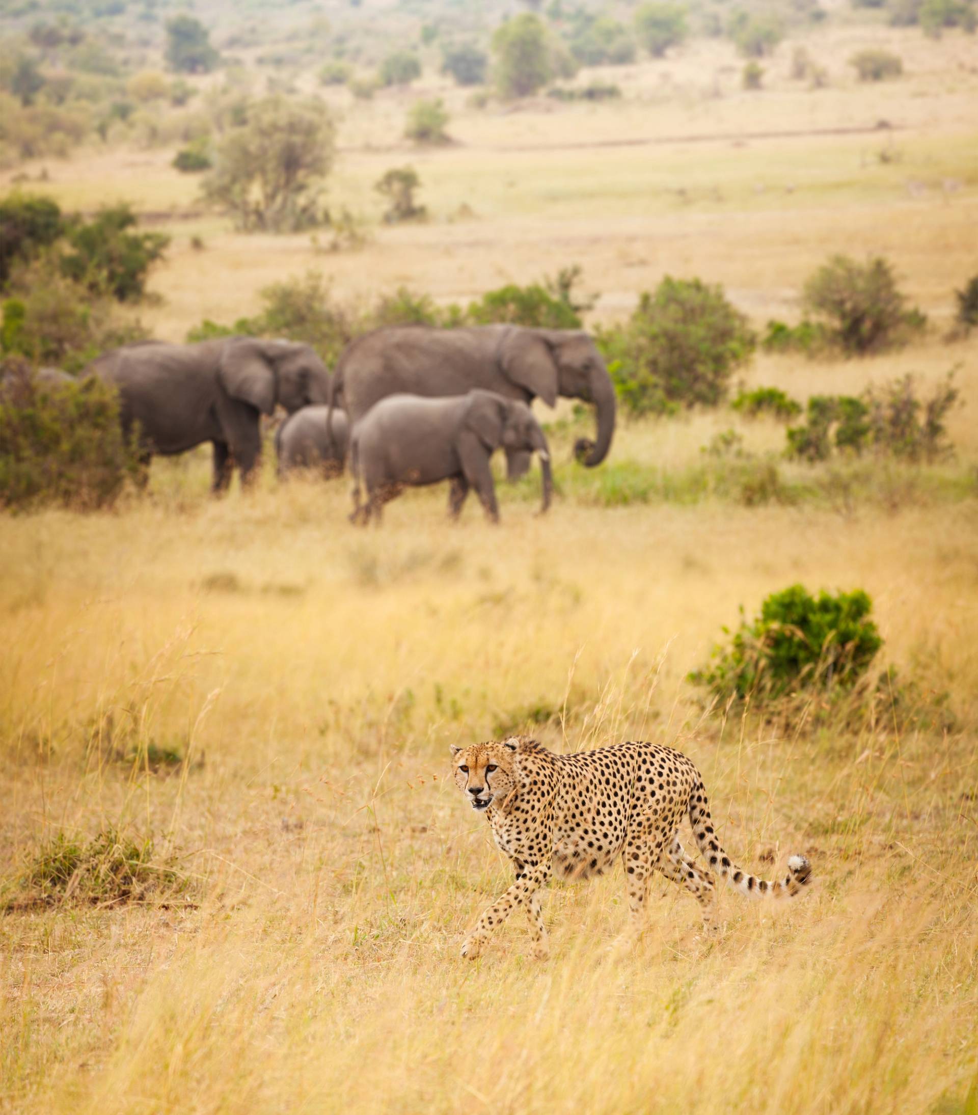 parco amboseli 