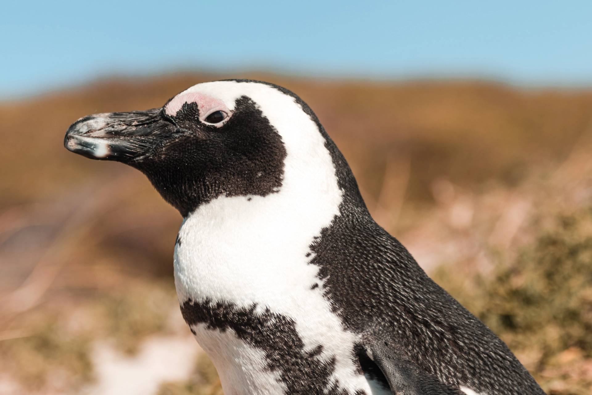 penguin