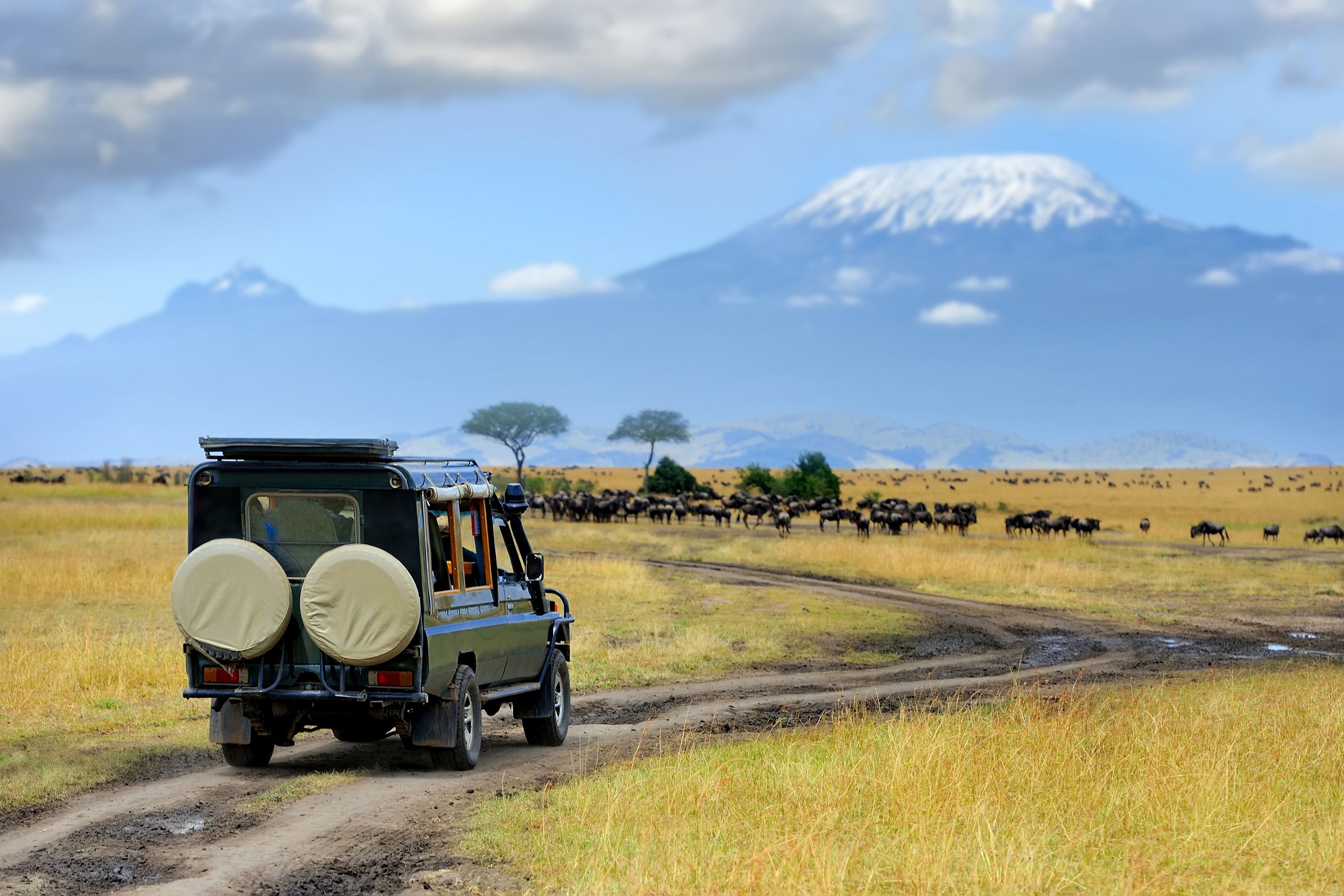 safari in the Serengeti National Park