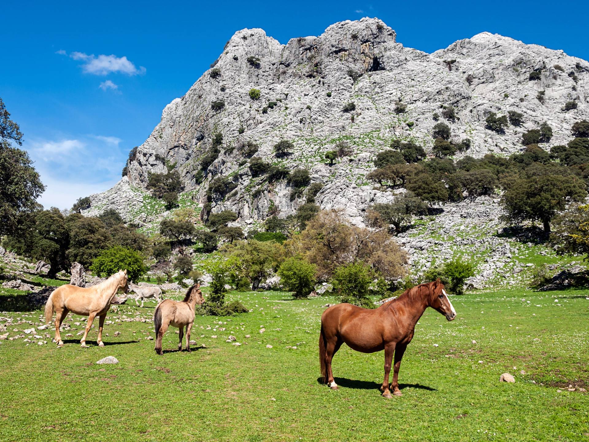 horses grazing in the mountains