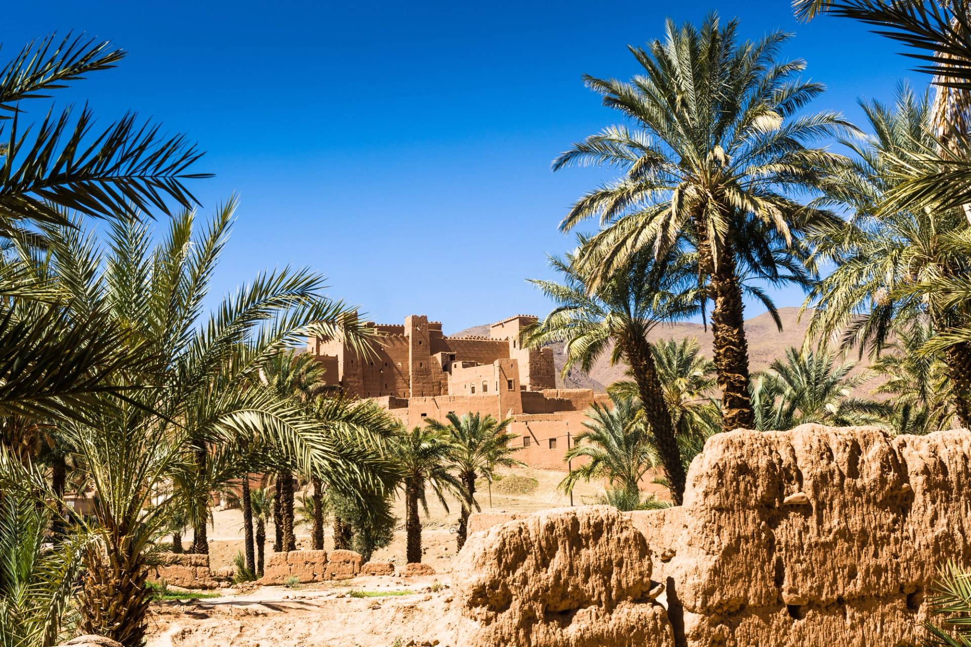 palm