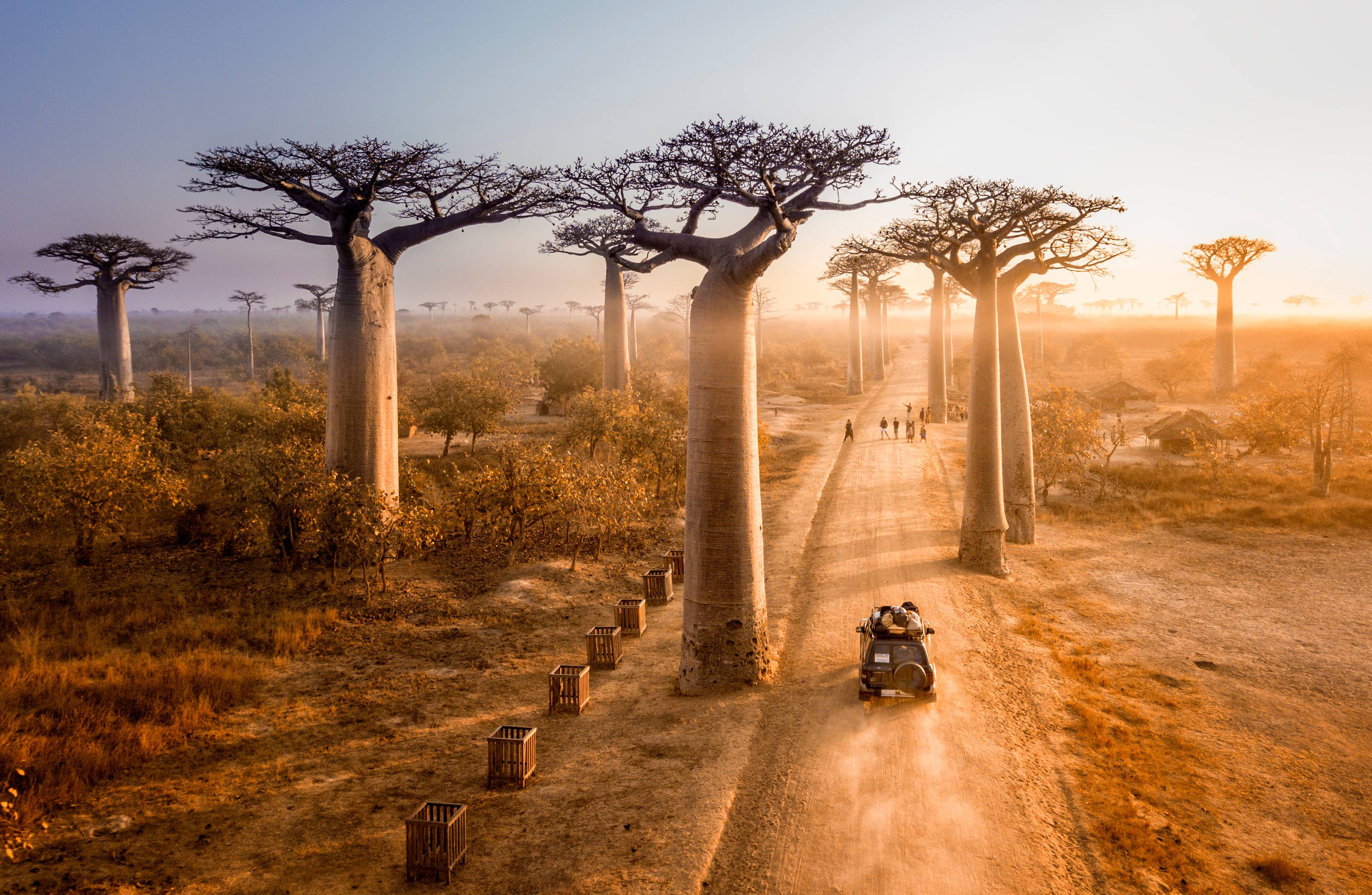 alberi baobab in madagascar