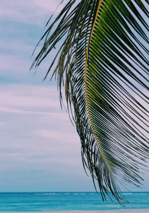 foglia di palma con dietro mare