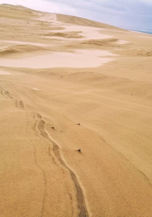 il deserto della francia, la duna di pyla