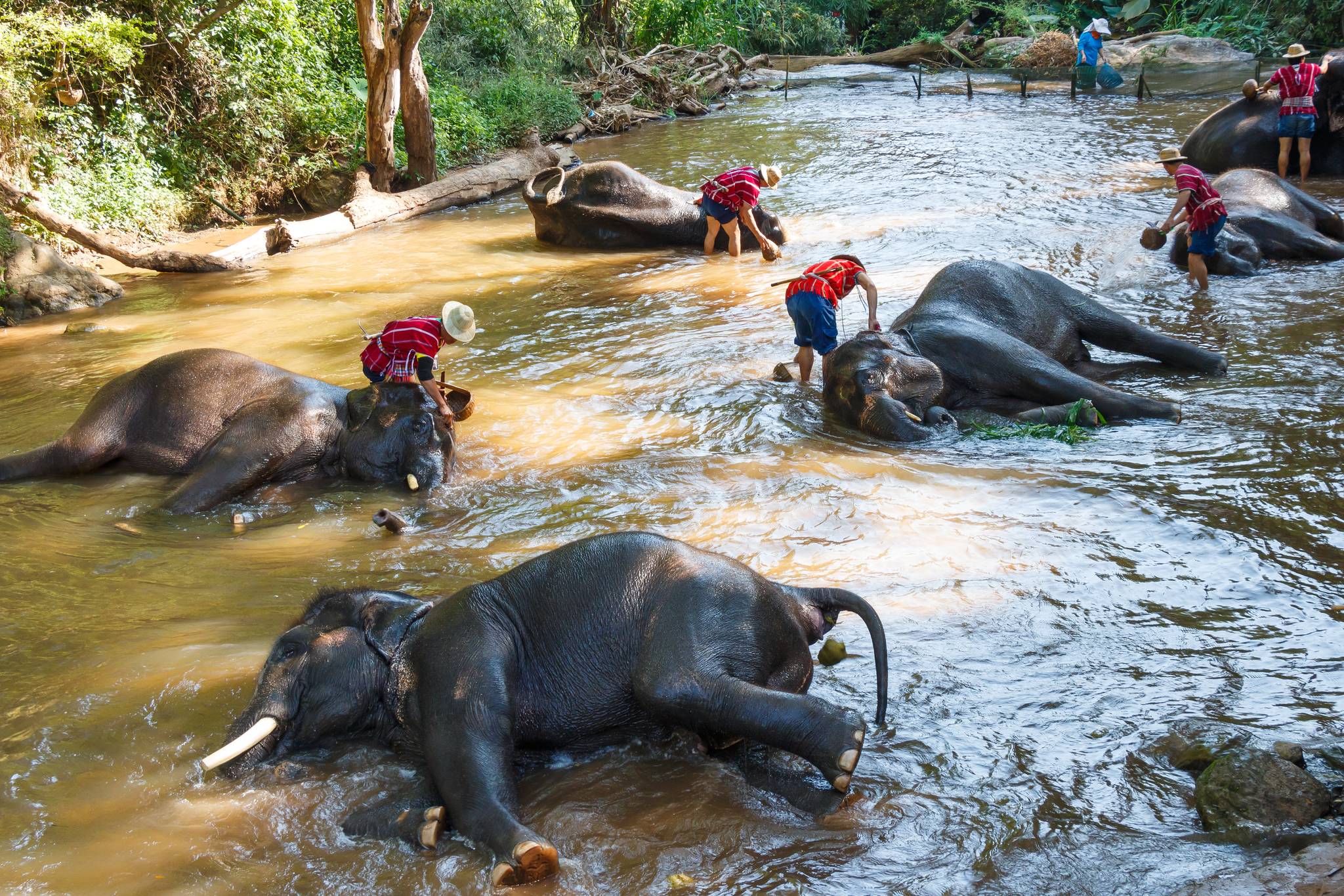 elephant camp