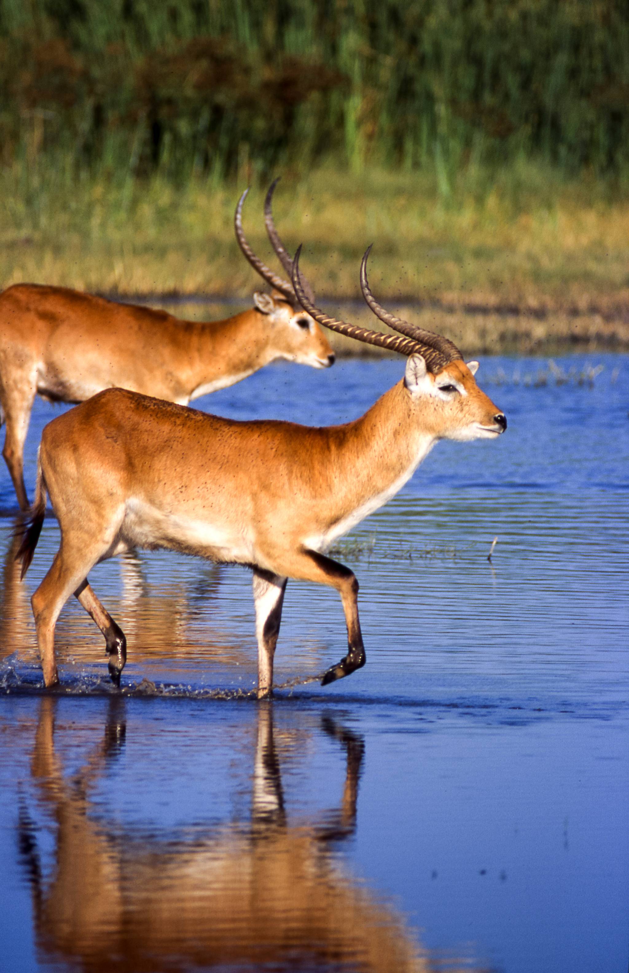 moremi game reserve