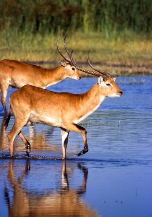 branco di gazzelle in uno stagno