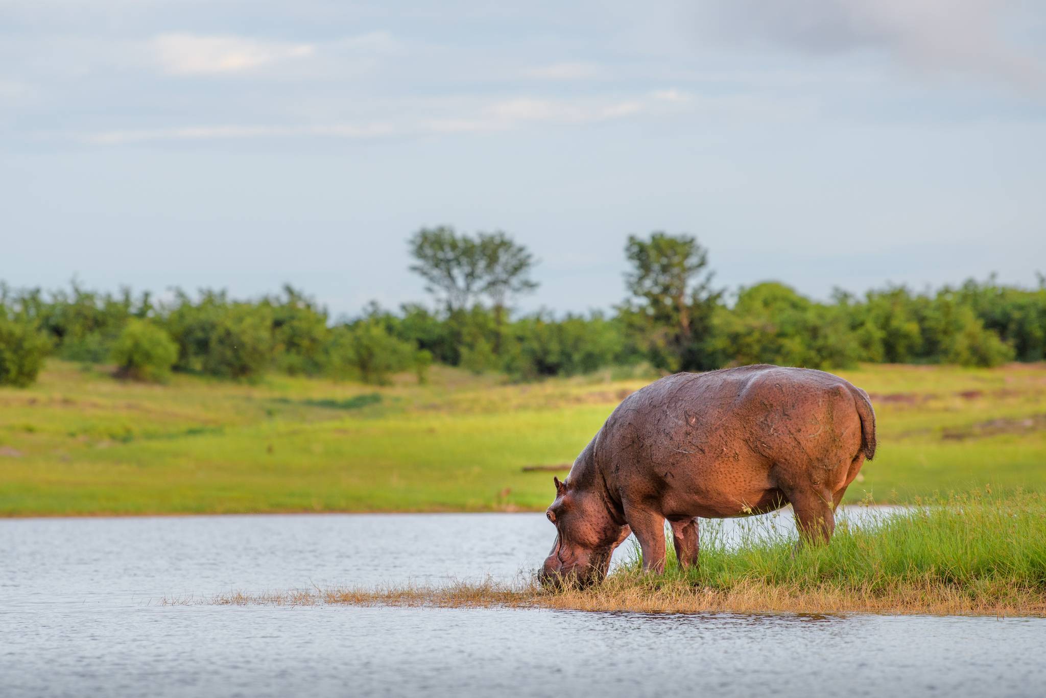 ippopotamo lago di kariba africa