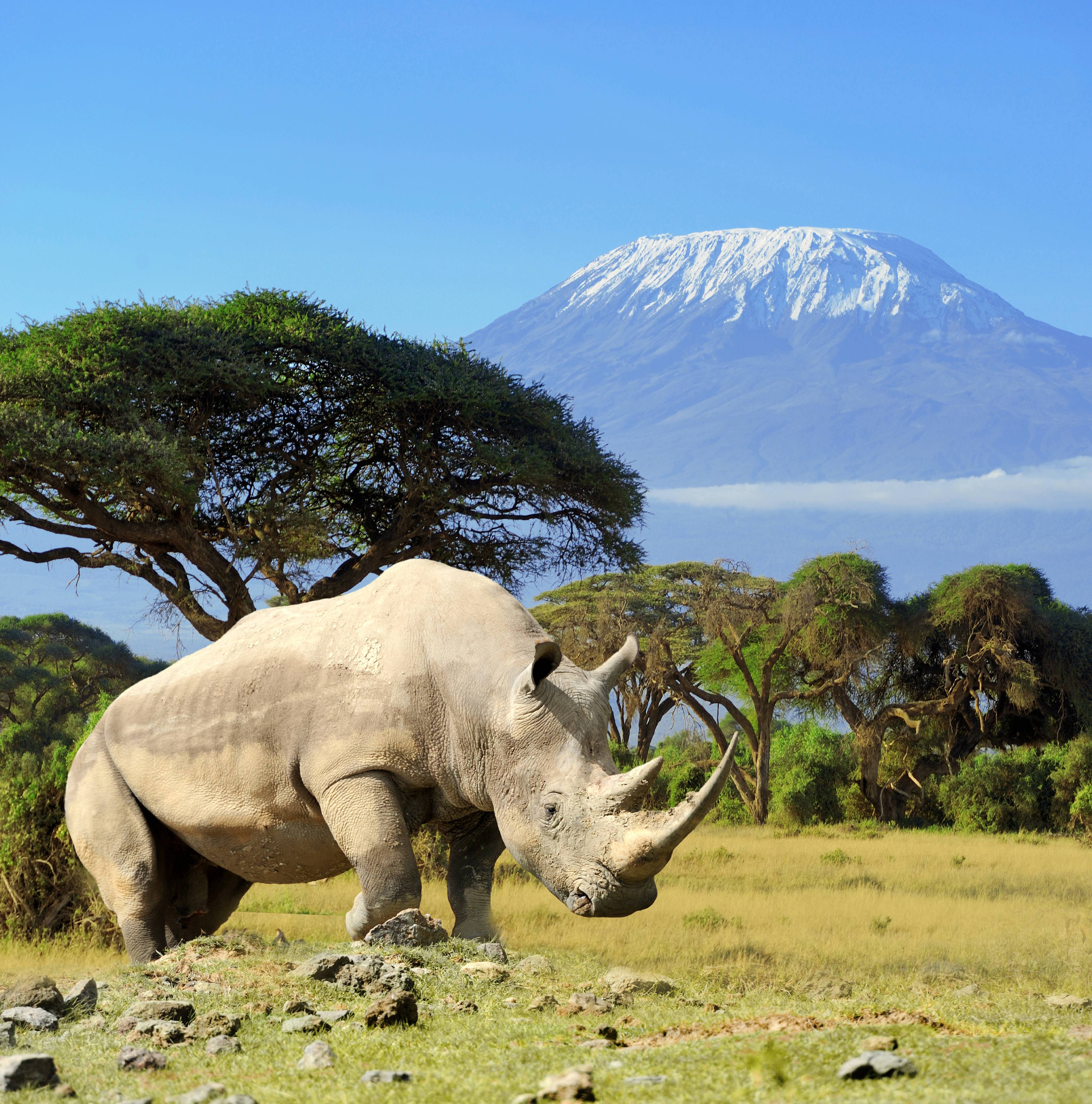 rinoceronte con vulcano sullo sfondo