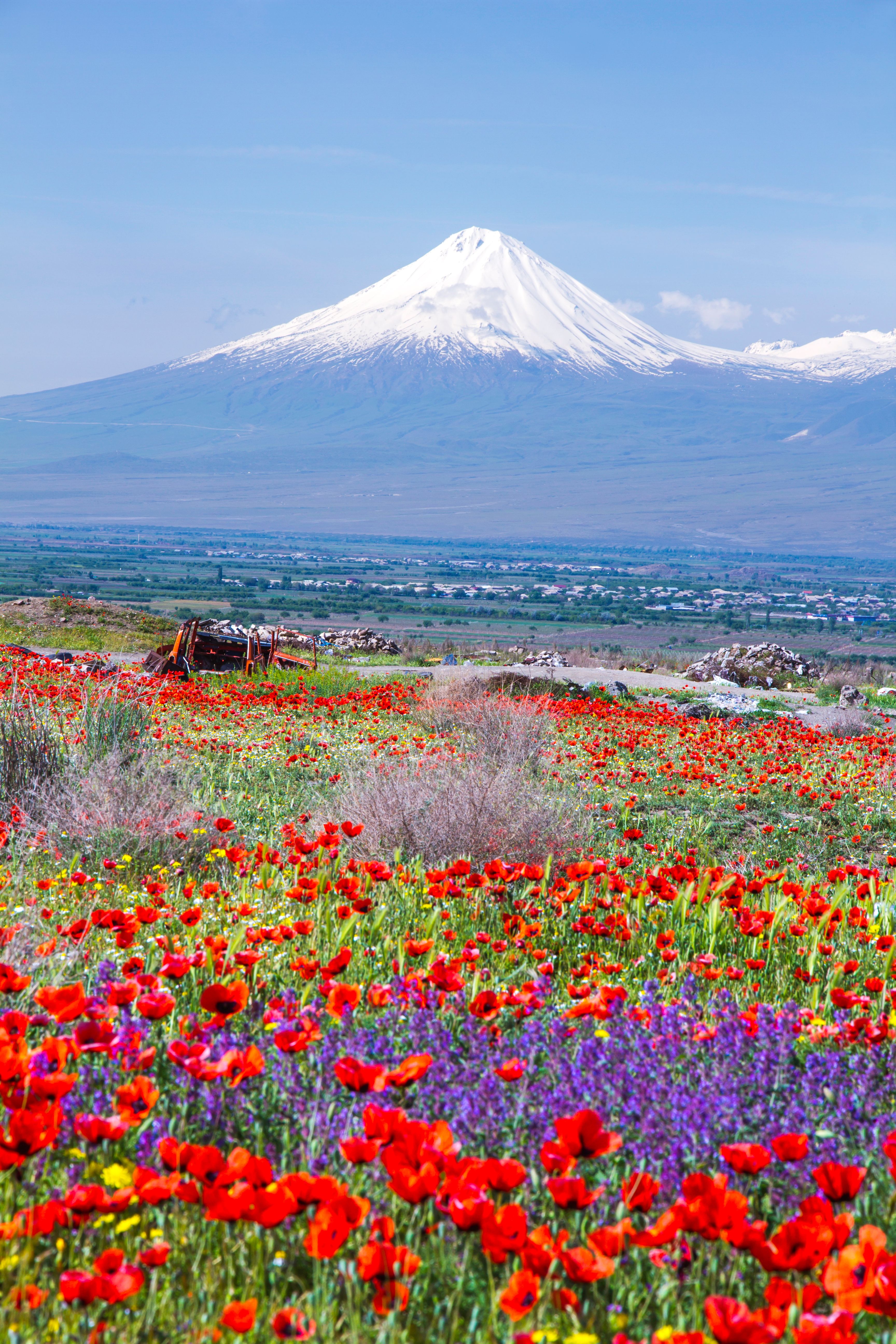 campo di papaveri vicino alla capitale 