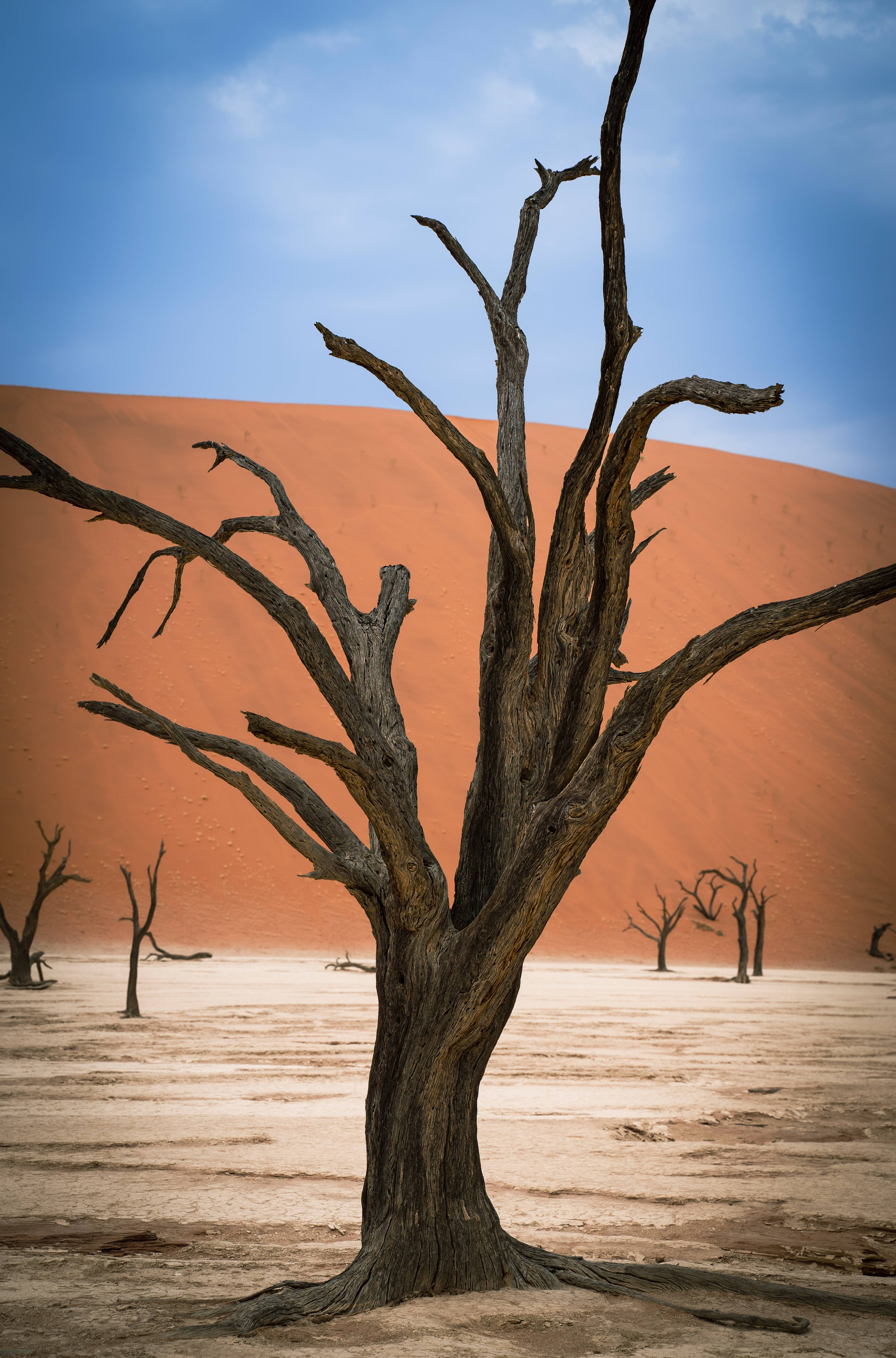 DESERTO DEL NAMIB: SOSSUSVLEI - DEAD VLEI - SESRIEM CANYON