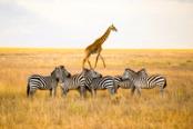 branco di zebre e una giraffa