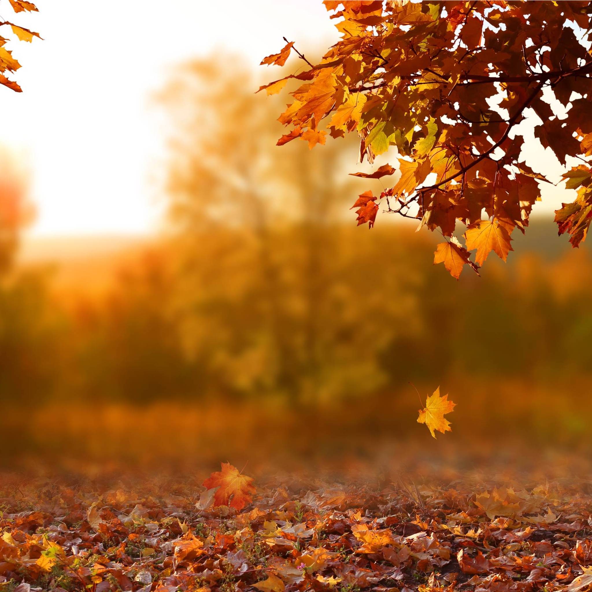 fogliage novembre