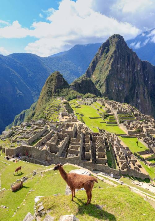 lama machu picchu peru