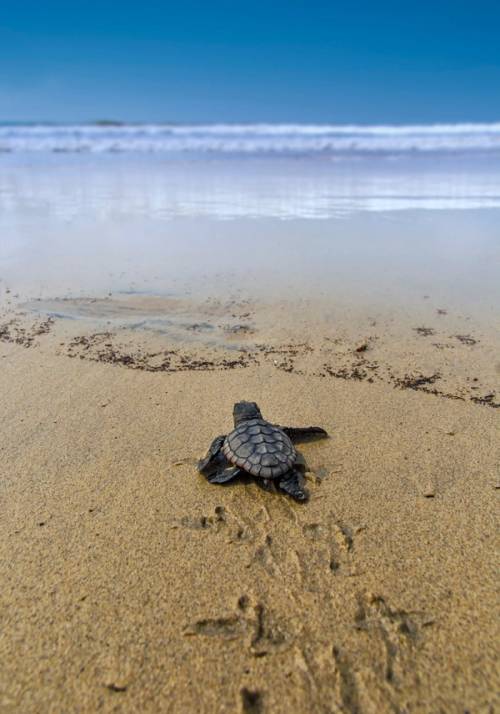 cucciolo di tartaruga sulla spiaggia a capo verde