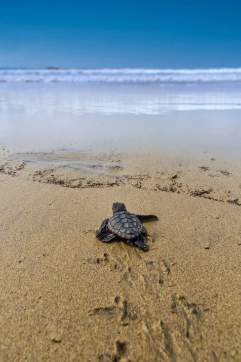 cucciolo di tartaruga sulla spiaggia a capo verde